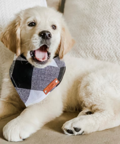 Pet Bandana