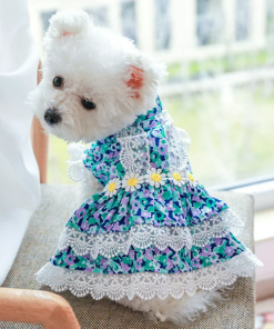 Pet Dress