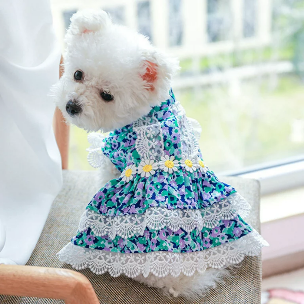 Pet Dress